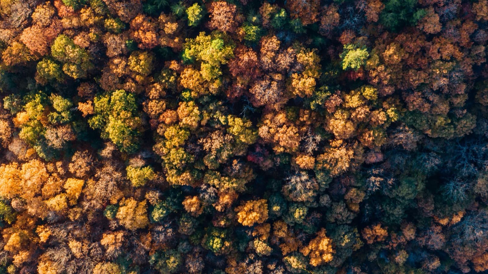 Top-down aerial view of forest canopy